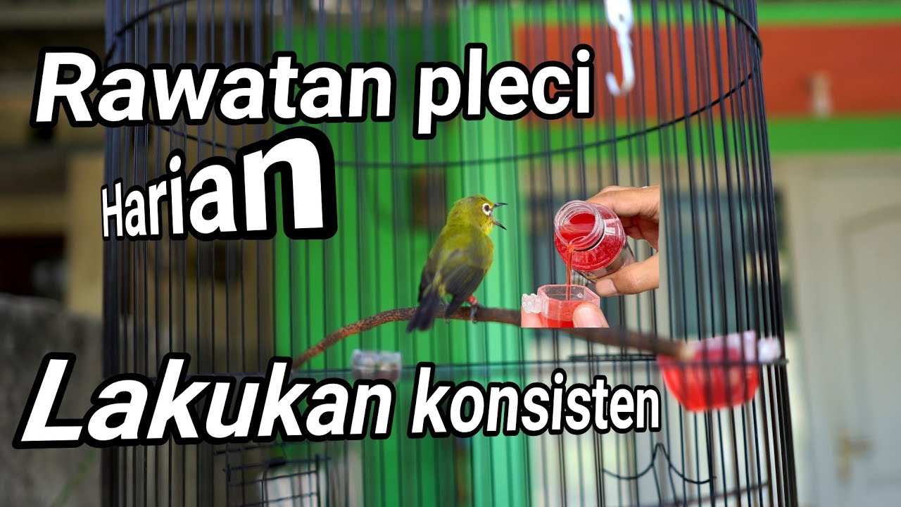 perawatan harian pleci sahdu