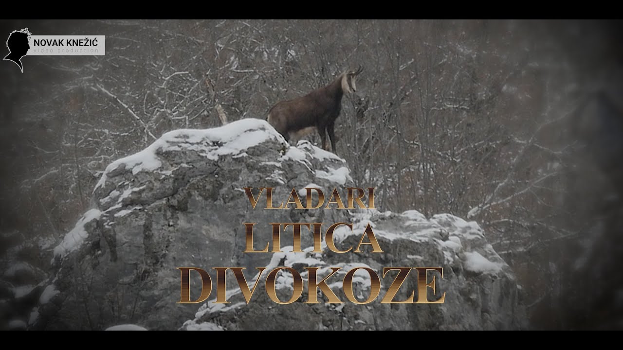 VLADARI LITICA , DIVOKOZE, REPORTAŽA