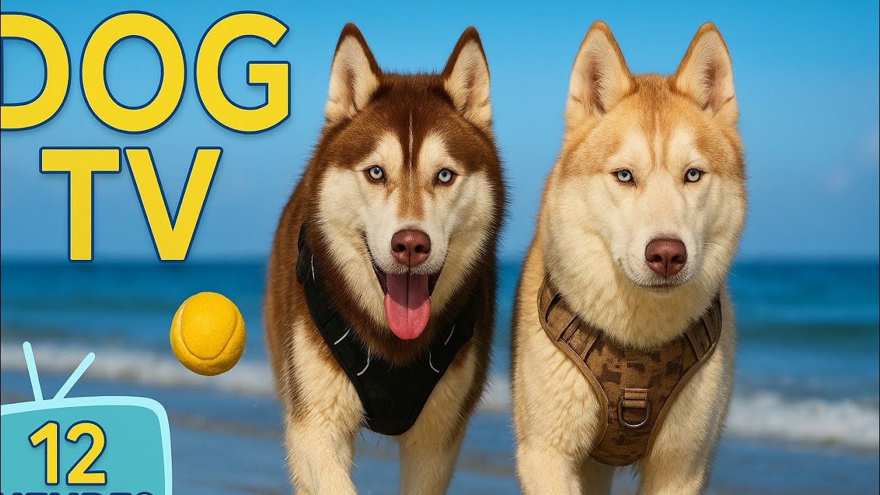DogTV : 12 Heures de Vidéos pour Chiens Seuls à la Maison