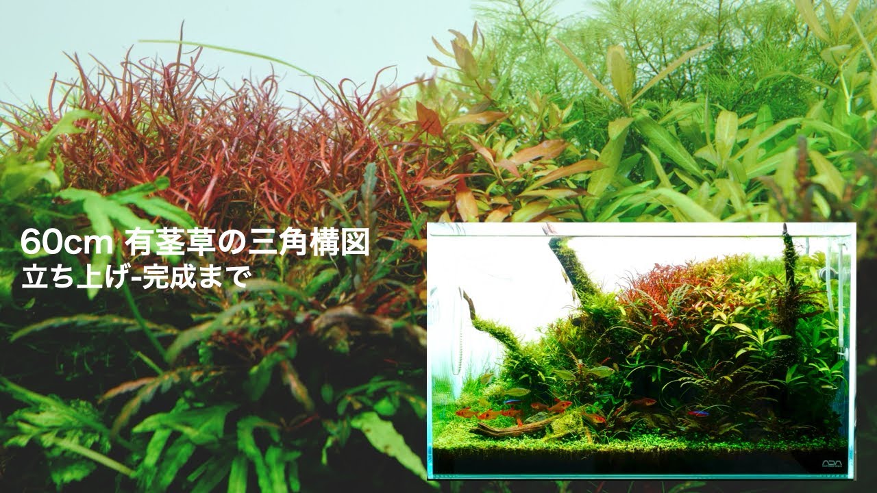【立上げ~完成】三角構図の有茎草レイアウト　#aquarium #アクアリウム #ada