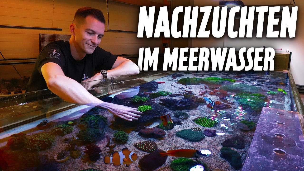 Diese Tiere gibt es als NACHZUCHT im MEERWASSERAQUARIUM *Fische & Korallen* PlanktonPlus Aquaristik