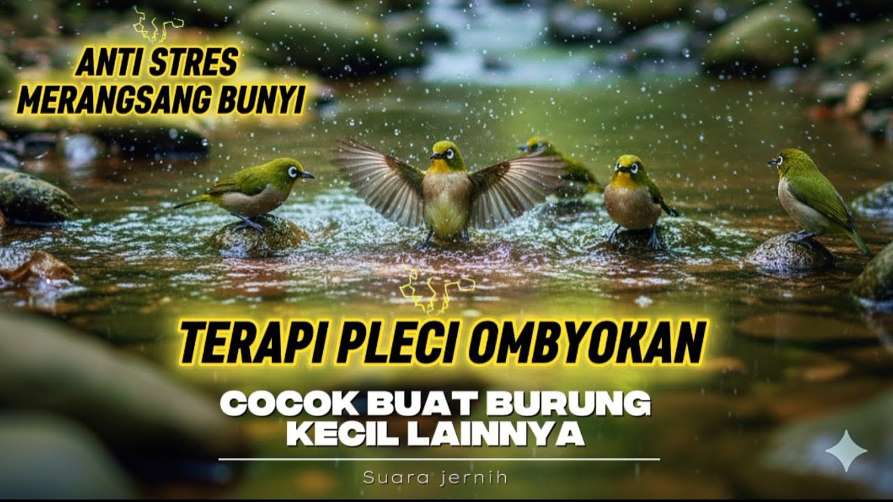 Terapi Pleci Ombyokan | Anti Stres & Merangsang Bunyi | Cocok Untuk Burung Kecil