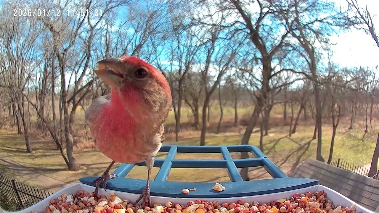 House Finch At Feeder