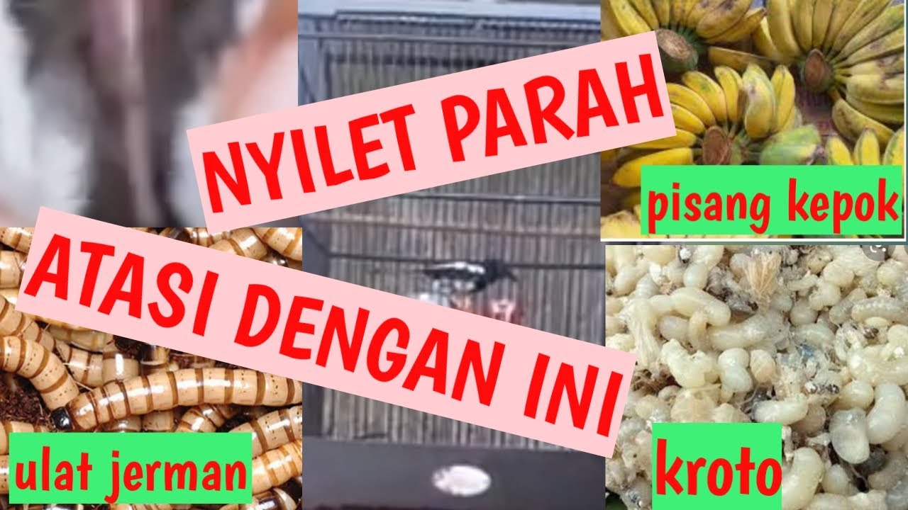 Mengobati kacer nyilet / kurus
