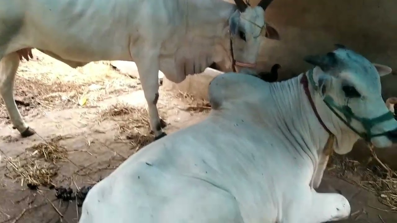 PURE QUALITY ONGOLE COW AND BULLS