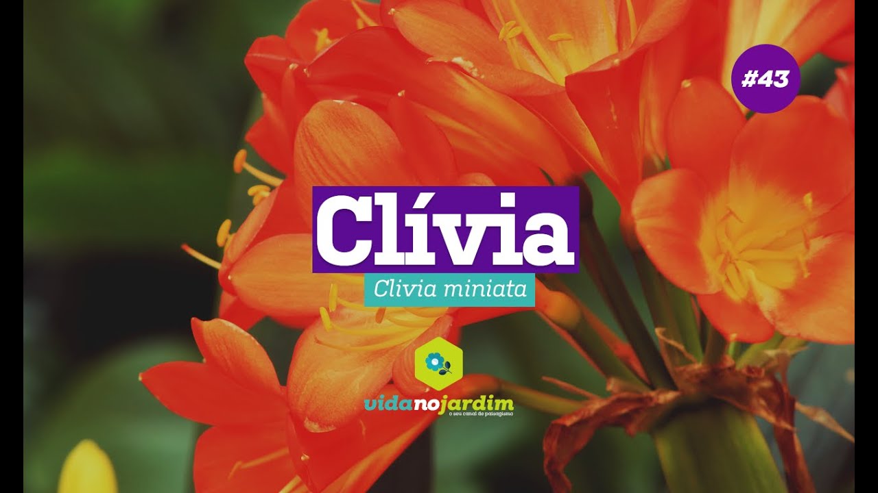 Clívia #43 - Dicas rápidas