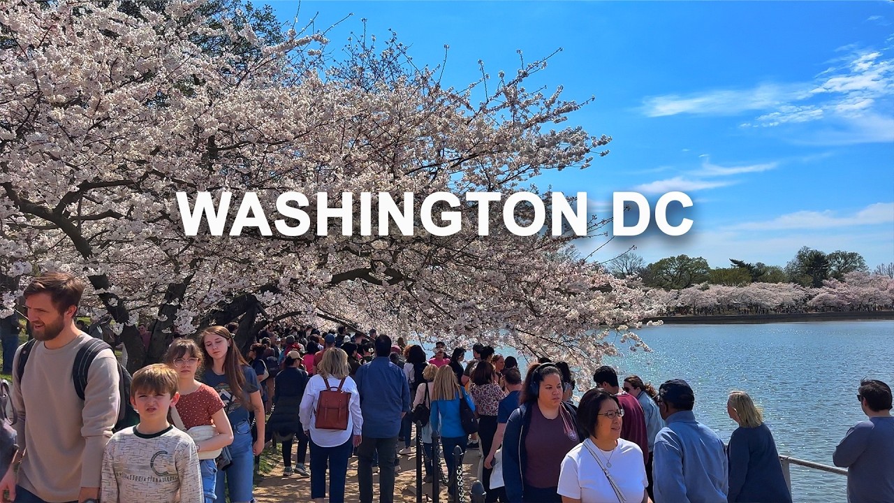 Washington DC USA Virtual Walking Tour 4K DC Cherry Blossom Festival 2025 & Exploring The Monuments