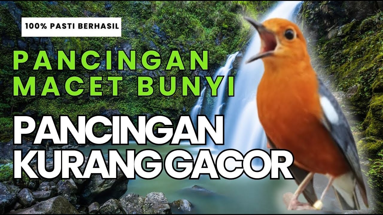 CEPAT RESPON! 1000% efektif buat pancingan Anis merah bisu macet total biar bunyi kembali | 24