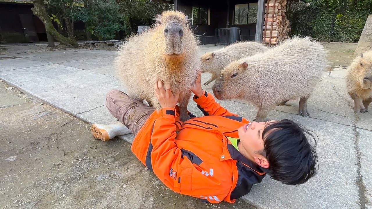 飼育員の上に乗るのが大好きすぎるカピバラ【ブロッコリー】