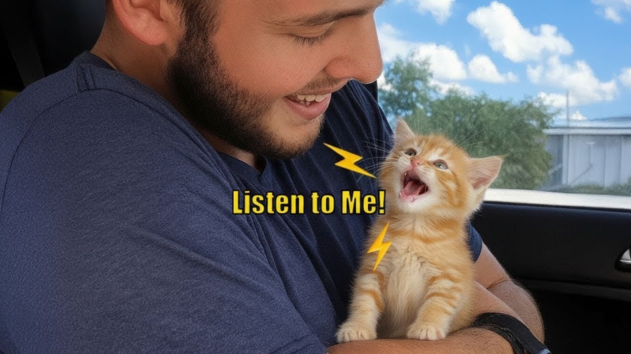When Your Cat Starts Talking Back Like a Human! 😹
