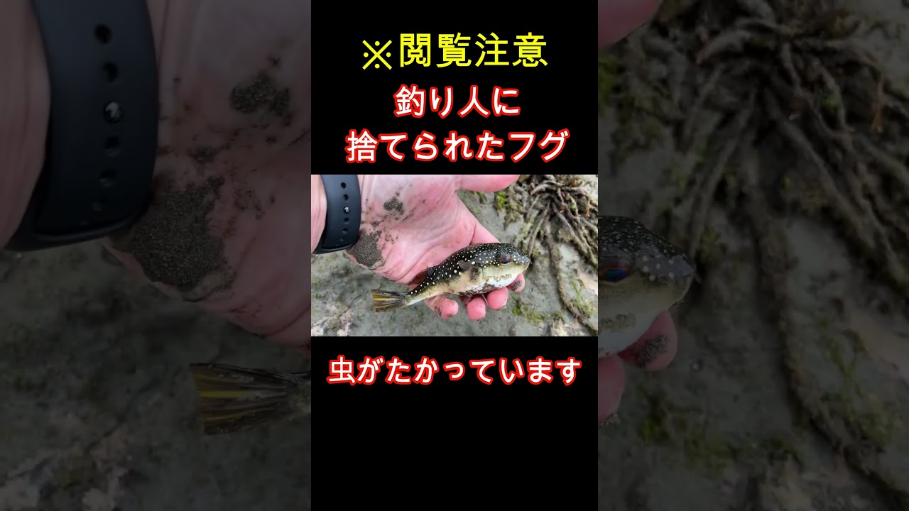 釣り人に捨てられたフグを海水に戻すと..#shorts #アクアリウム #アウトドア #釣り