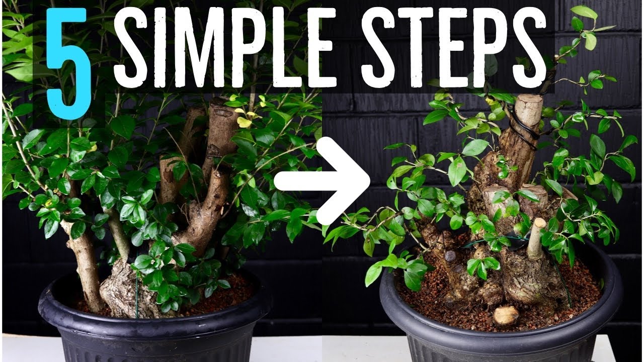 5 Steps to Styling Raw Bonsai Material (YOU Can Do It)