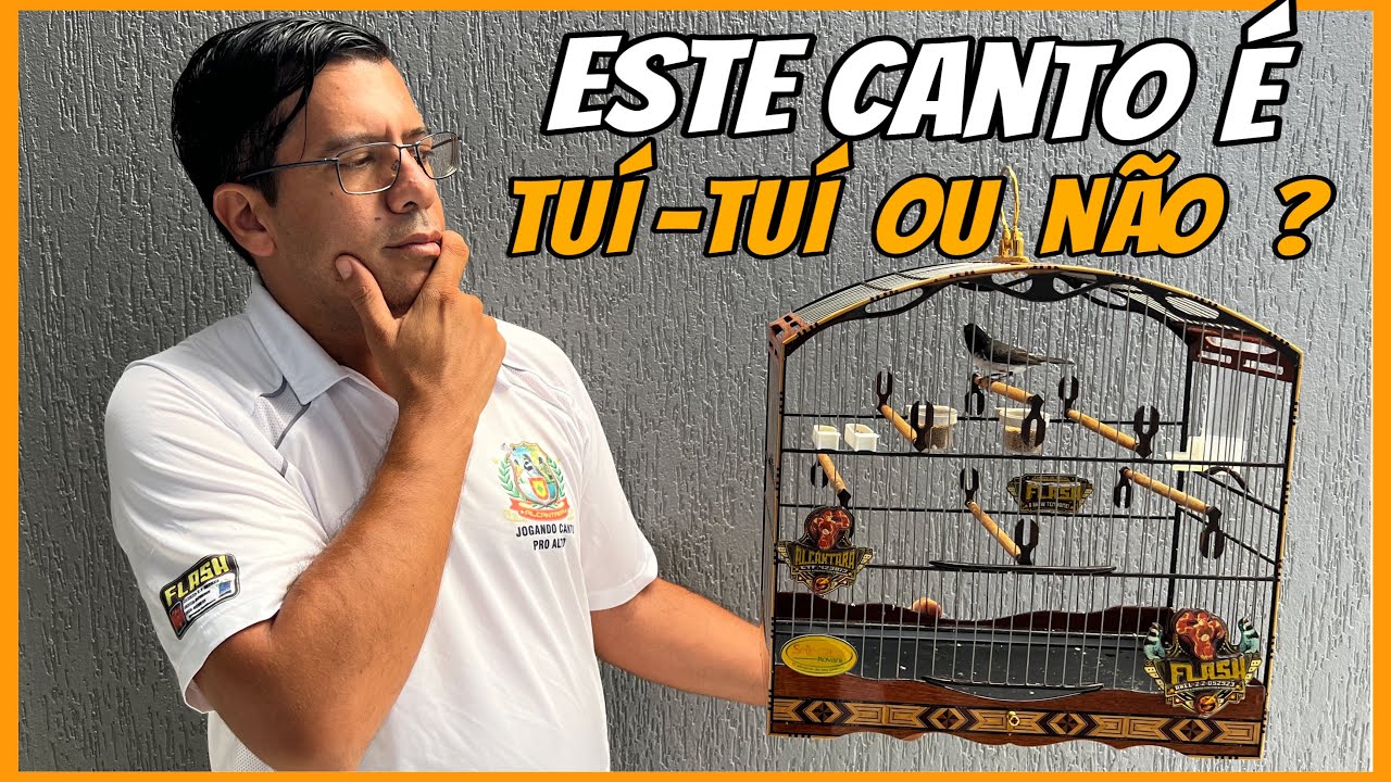 MEU COLEIRO PAPA-CAPIM CANTA TUÍ-TUÍ OU NÃO COMO SABER