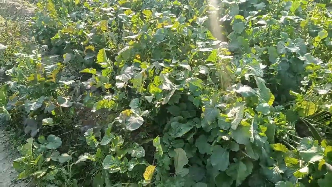 Shaljam farming Pakistan#farming
