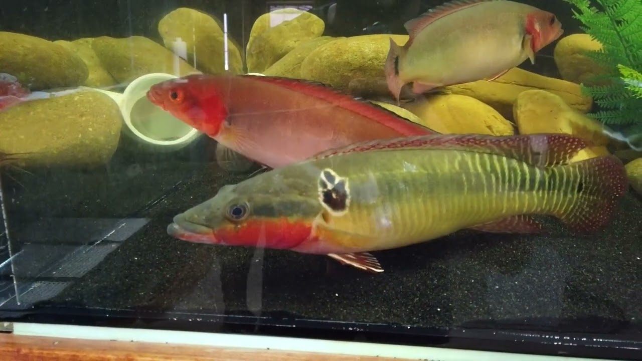 I Rescued Some Pike Cichlids From Predatory Fins….. Saved Big $$$ On My Favorite Cichlids 🤩