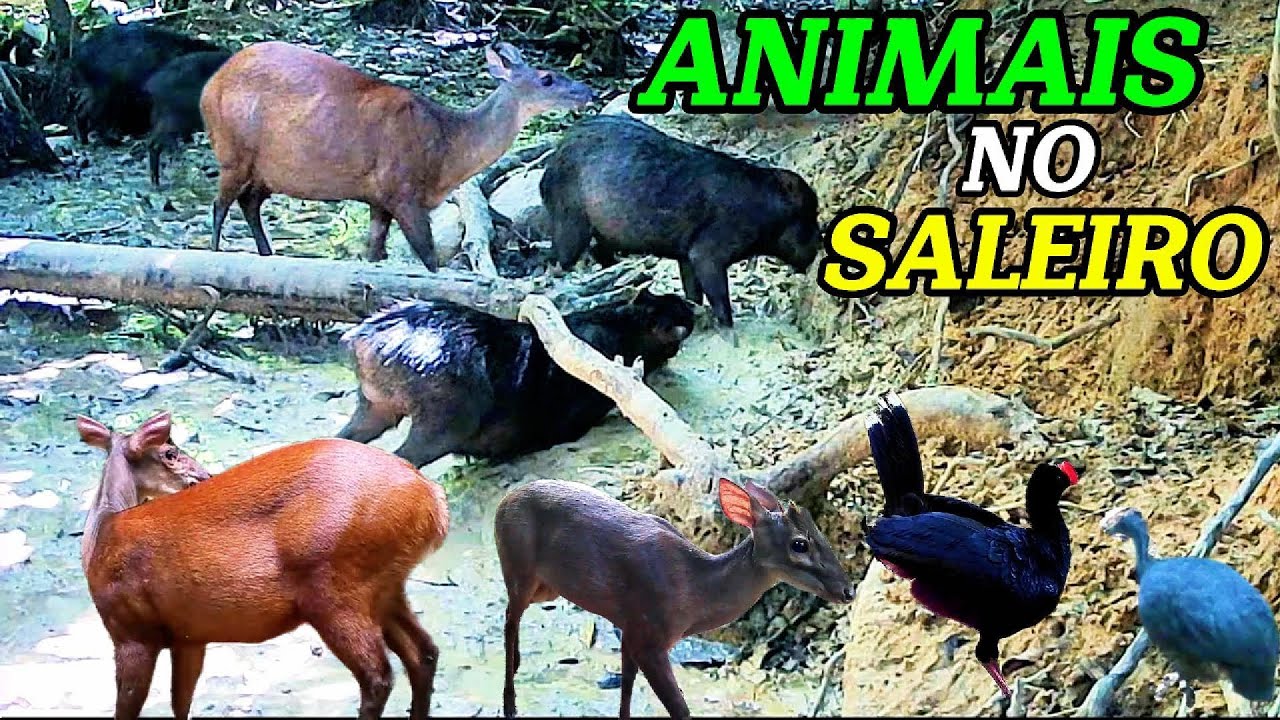 Impressionante! Fiz um saleiro na floresta e atraiu varias espécies de animais silvestres! # animals