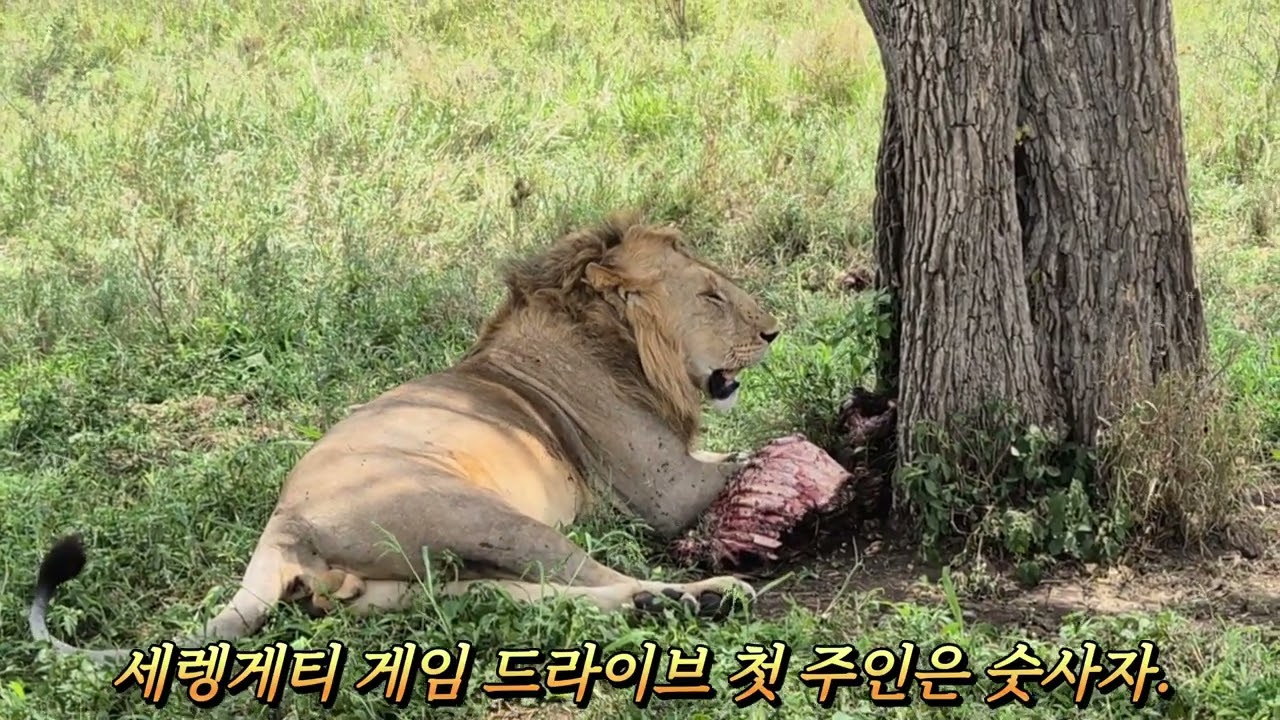 세렝게티로 날아가다. 탄자니아