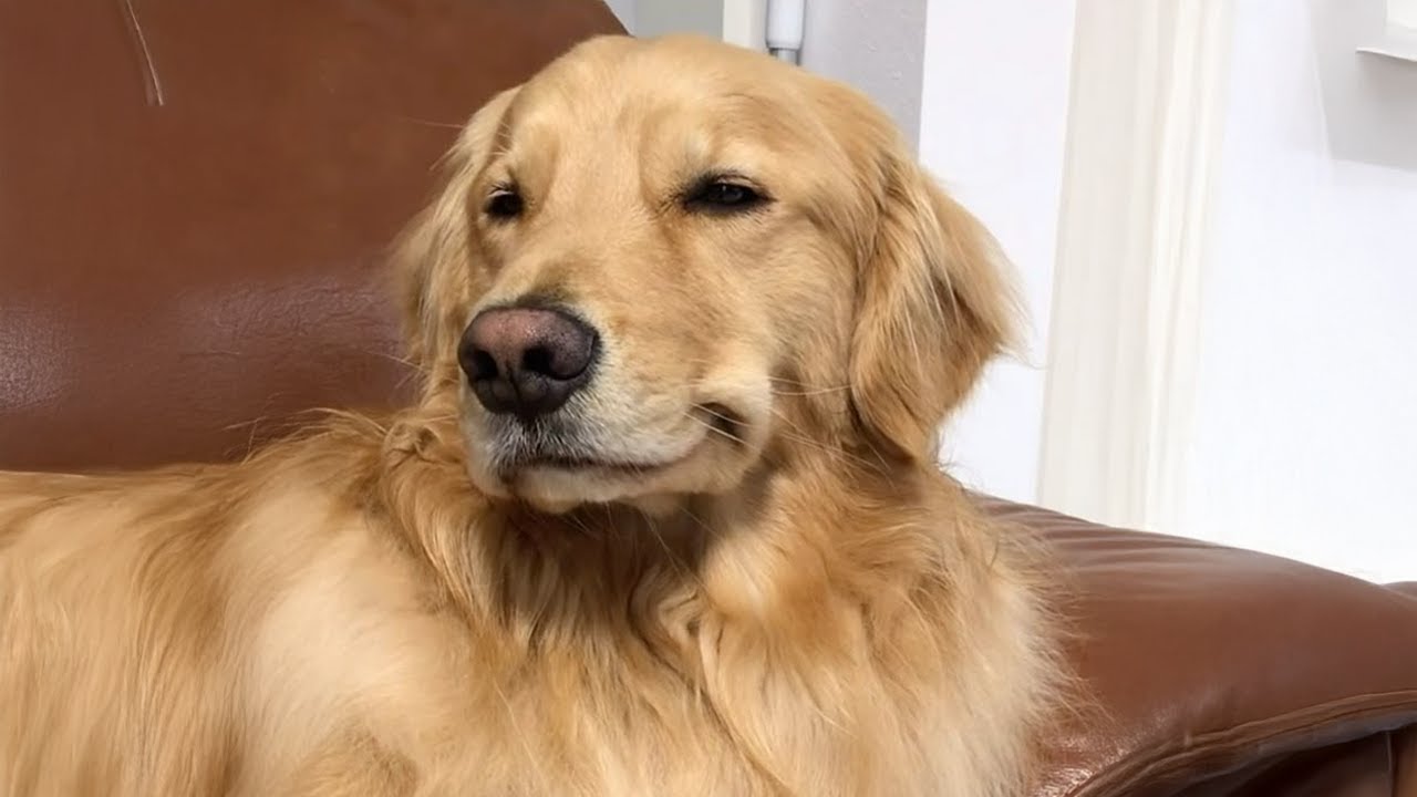 These Golden Retriever Are The FUNNIEST Dog Ever 🤣🐶