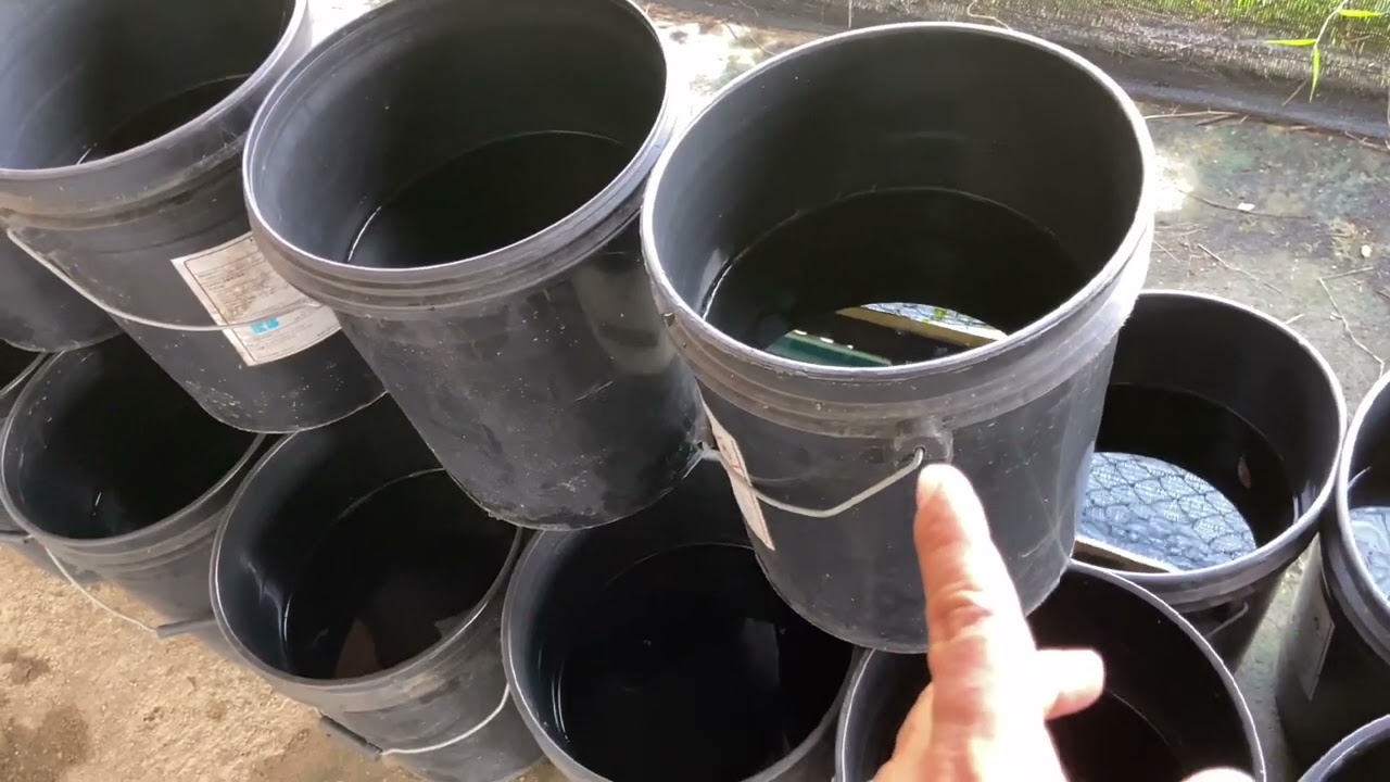 4 JENIS GROOMING IKAN LAGA dan 2 cara grooming ikan laga