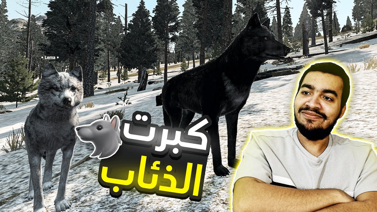 حياة الذيب #5 : كبرت الجراء و صار لازم اعلمهم البقاء على قيد الحياة WolfQuest: Anniversary Edition