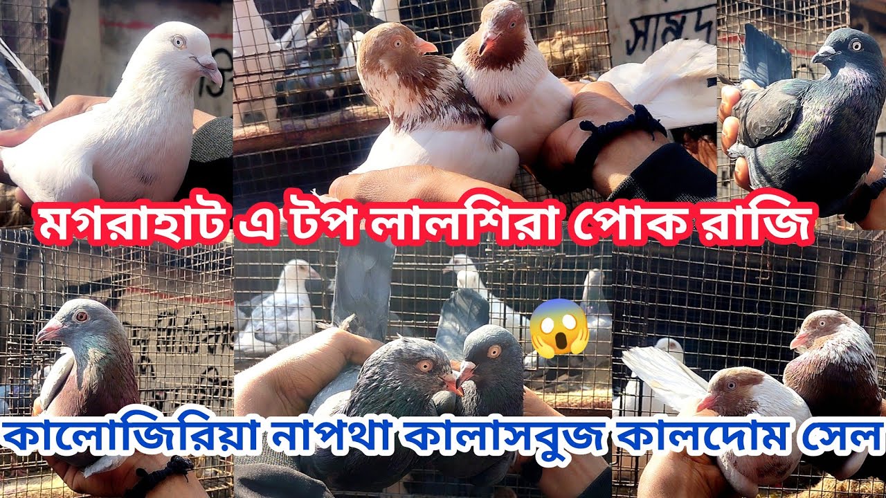 মগরাহাট এ টপ লালশিরা পোক রাজি কালোজিরিয়া নাপথা কালাসবুজ কালদোম সেল 😱 , Soumen pet valogs 2026