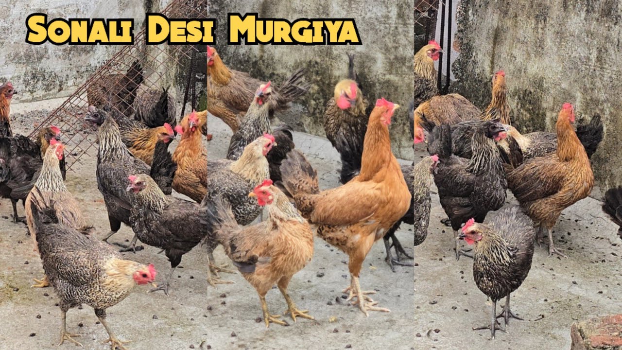 Sonali desi murgiya available in Hyderabad chandrayangutta | Sonali cross Country chicken in Hyd 