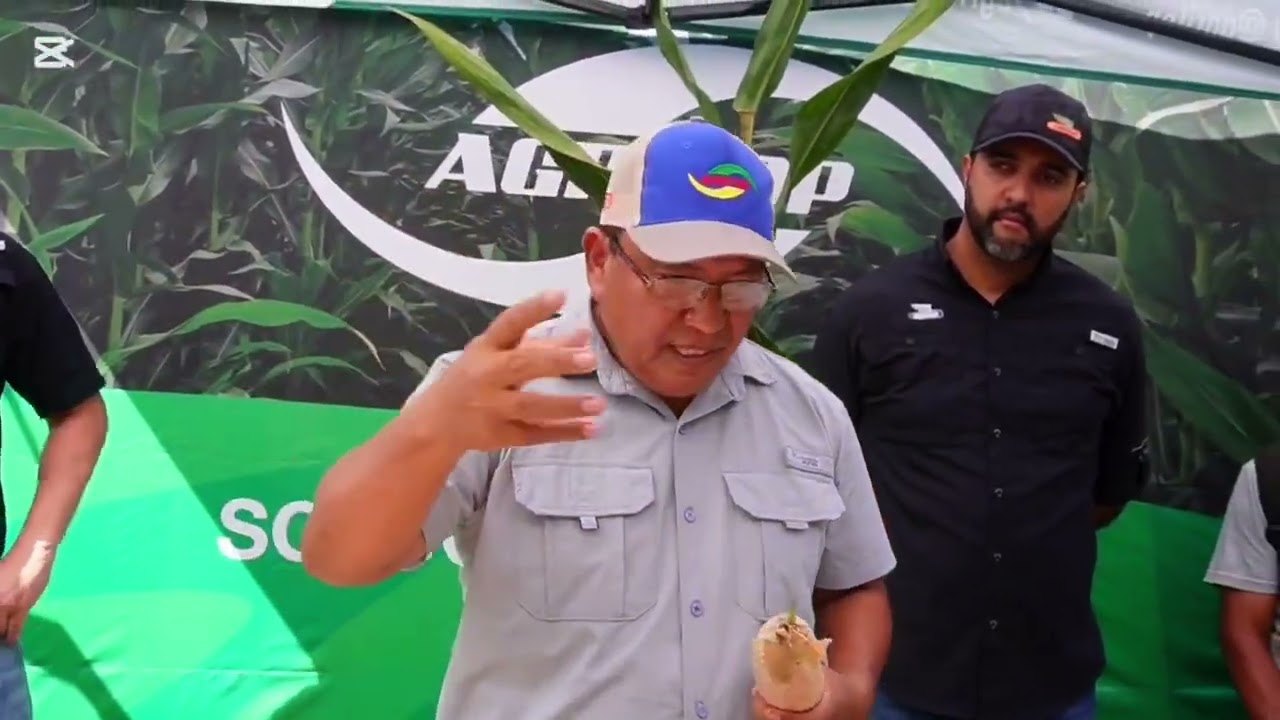 Nuevo h&iacute;brido DEKALB 8023 peg&oacute; bien en Pindal