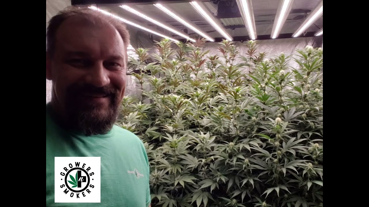 Watch the growth Best of Grow OS630B LED Led Test sessions ep02