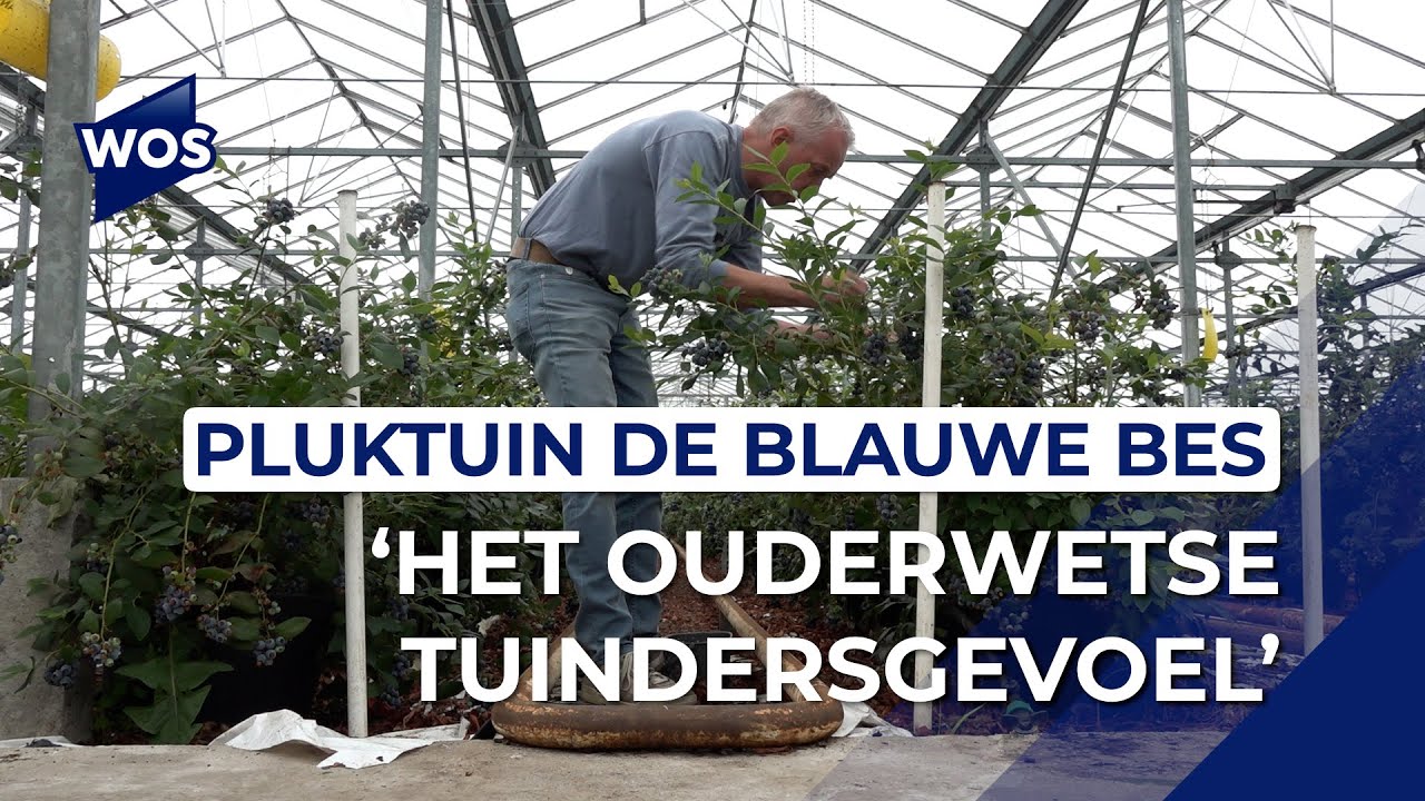 Blauwe bessen kweker laat bezoeker zelf plukken