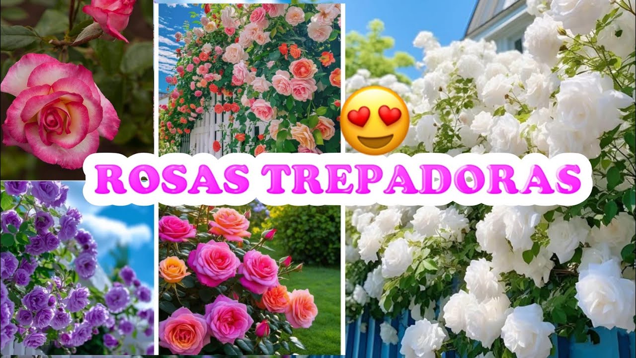 LAS ROSAS 🌹TREPADORAS MAS BELLAS QUE TRANSFORMAR&Aacute;N TU JARD&Iacute;N ROSAS QUE ENAMORAN