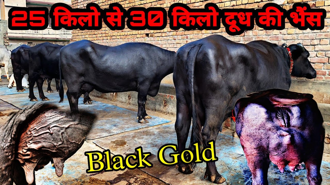 25 Kg to 30 Kg Milk 🏆Top Class Murrah Buffalo 👌 Show Quality and 👍Biggest Udder Ultimate Beauty