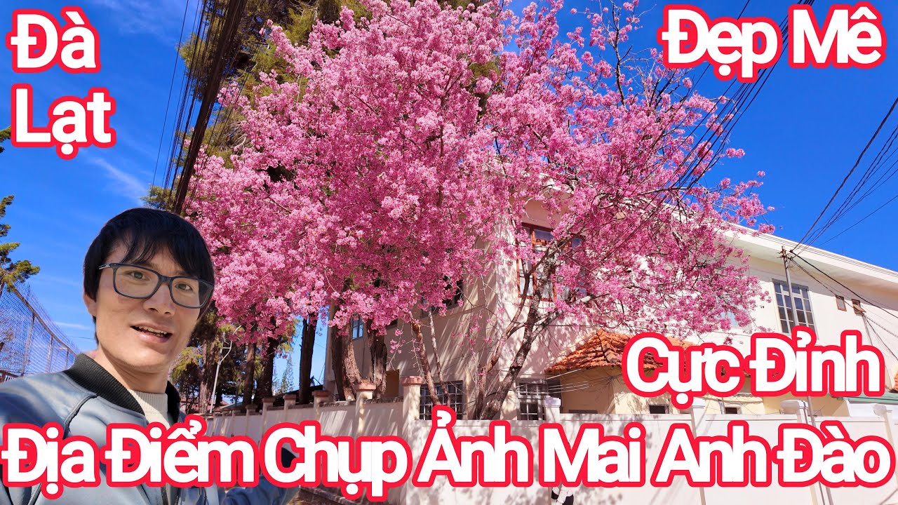 Đà Lạt Địa Điểm Chụp Mai Anh Đào Đẹp Nhất, Du Khách Nôn Lắm