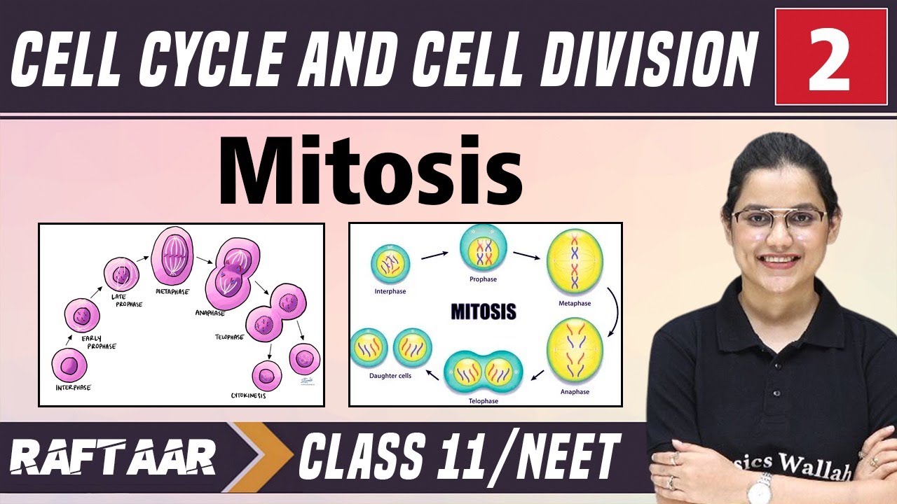Cell Cycle and Cell Division 02 || Mitosis || Class 11/NEET || RAFTAAR