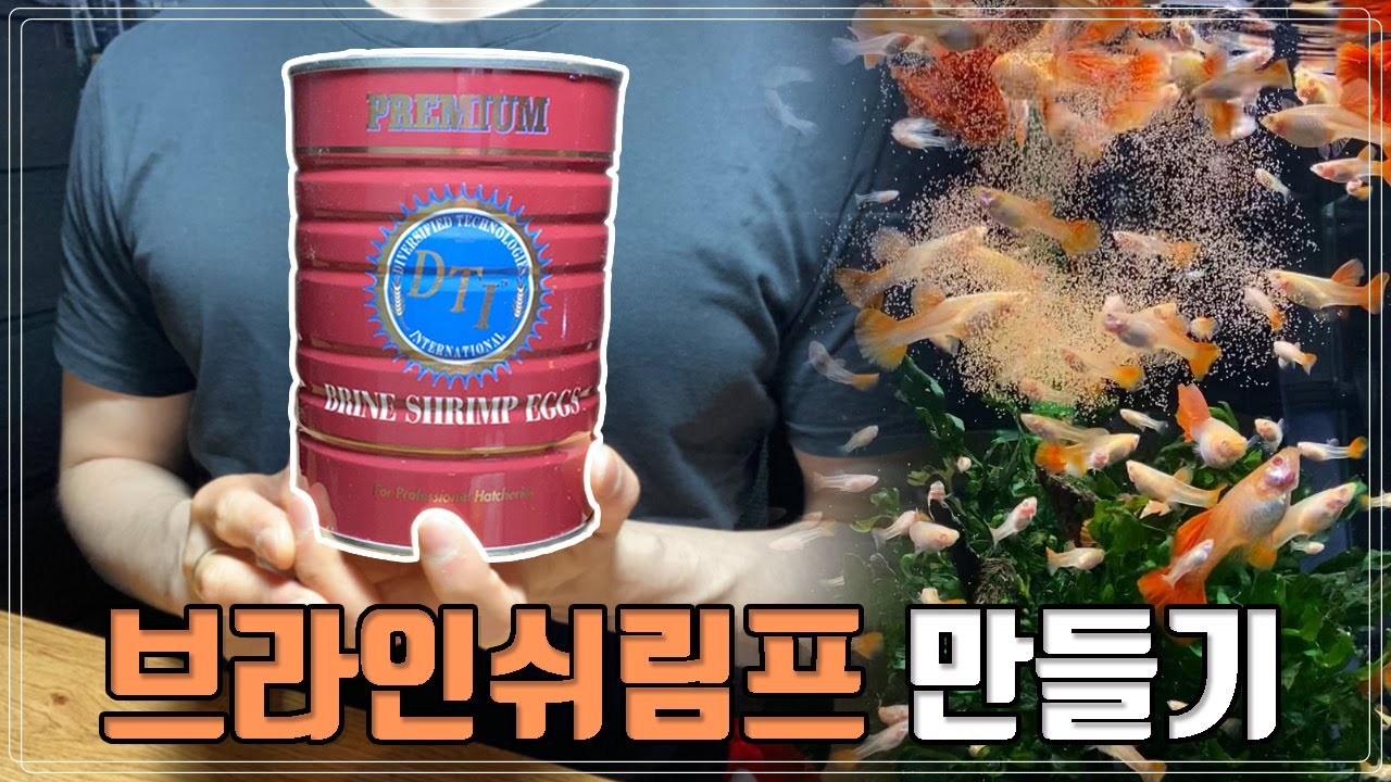 브라인쉬림프부화 / 생먹이 / 생브 / 브라인부화시키기 / 물생활 / 구피 / 알풀 / 구피먹이 / 구피사료 / 구피생먹이 / MulMung