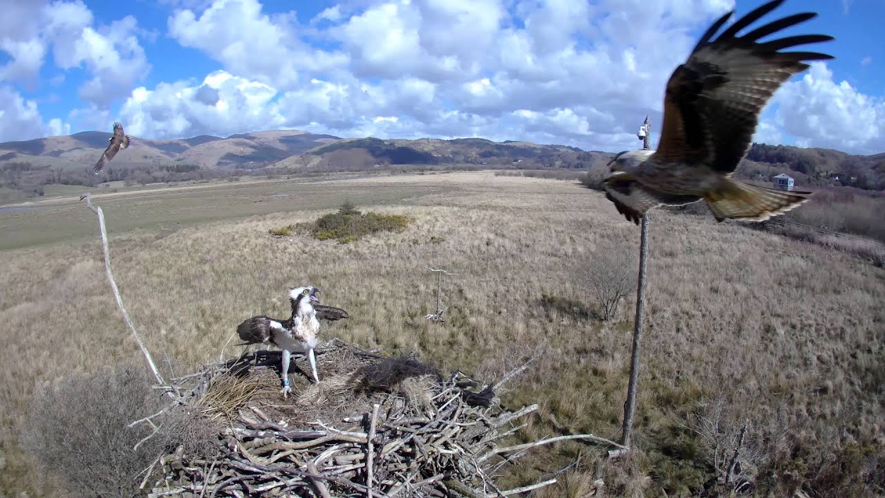 Two ospreys, one flounder, one kite, no fools