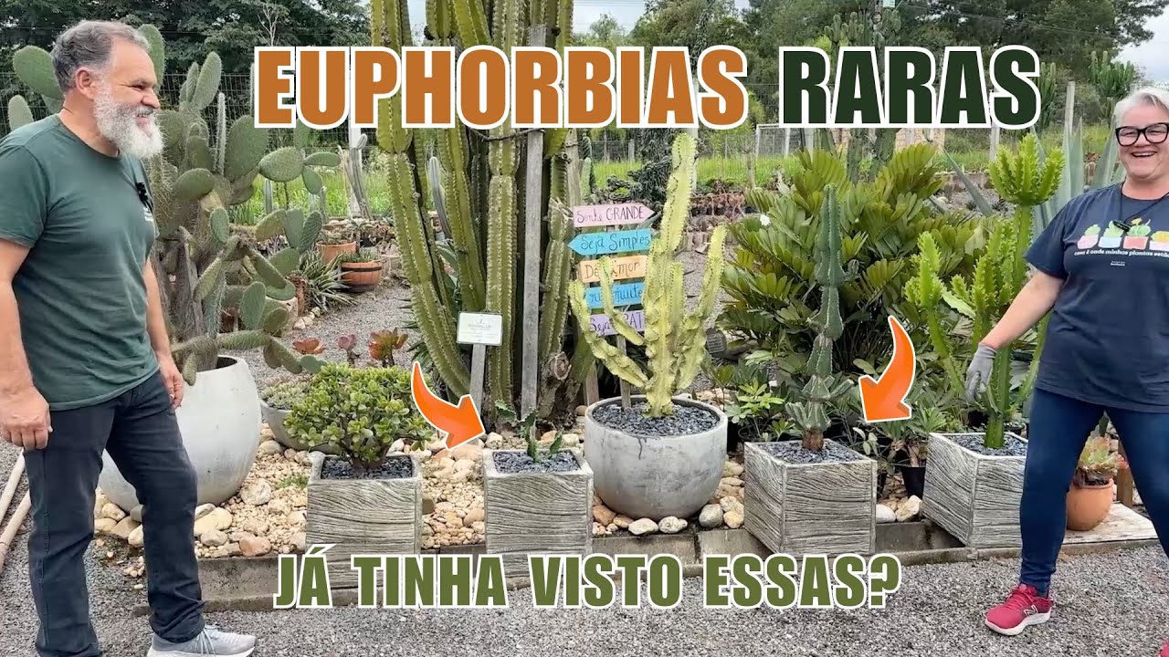 027 | um canto de euphorbias raras