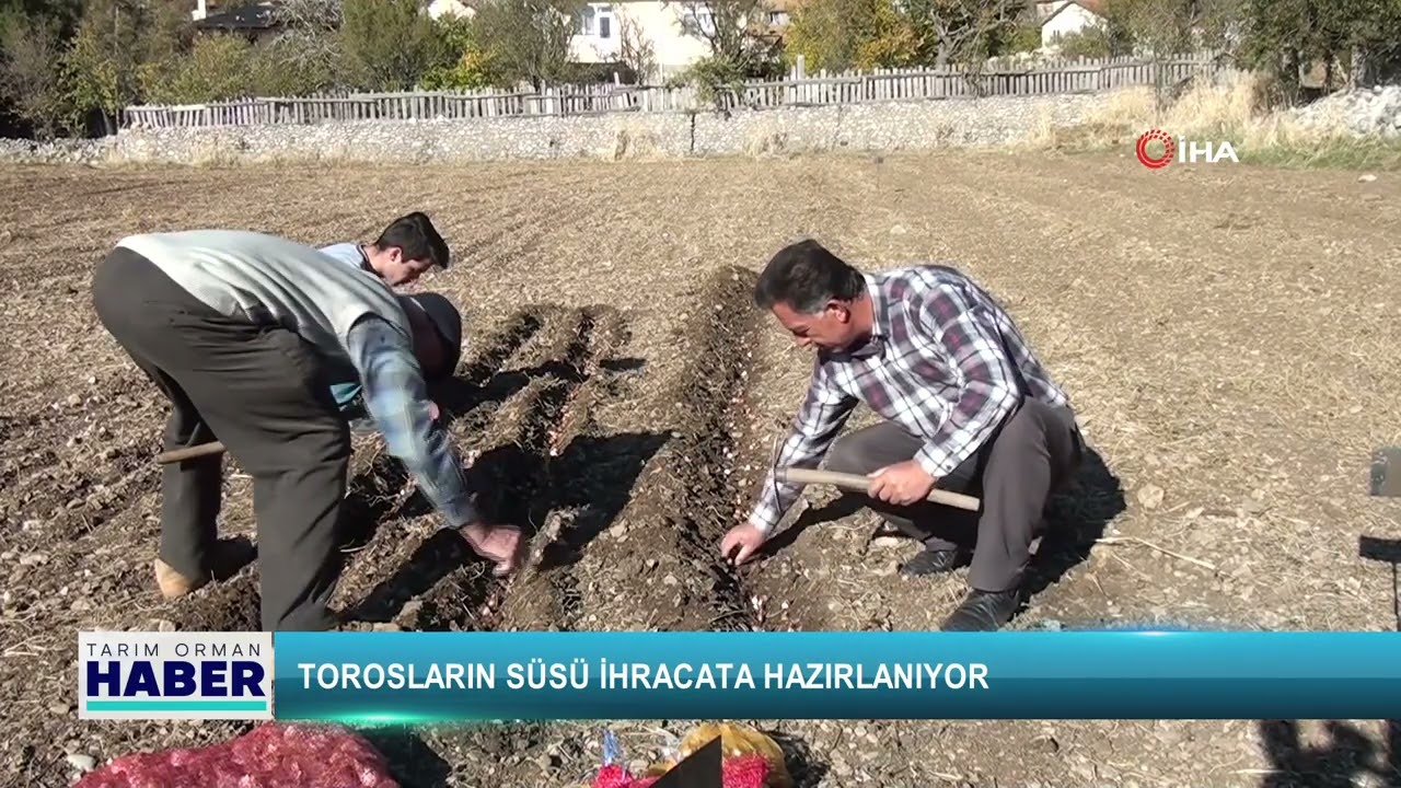 Torosların süsü ihracata hazırlanıyor