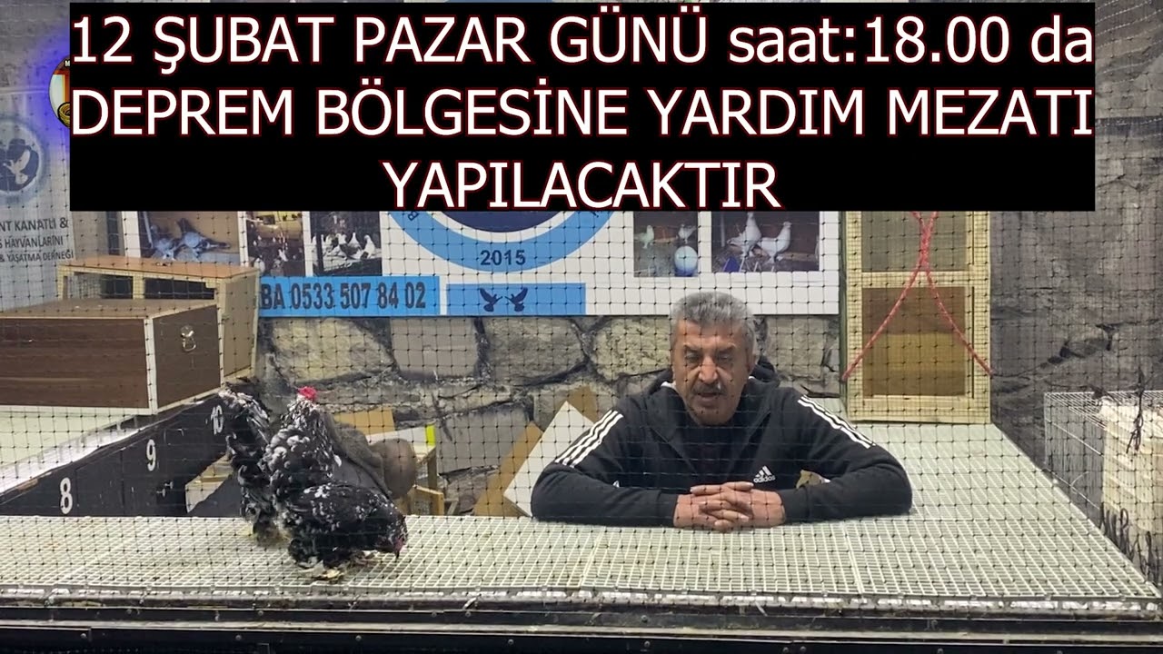 DUYURU YARDIM MEZATI Ankara Tavuk Mezatı 2023 15 amerikan ördek astrolop ispenç cücecochin fiyatları