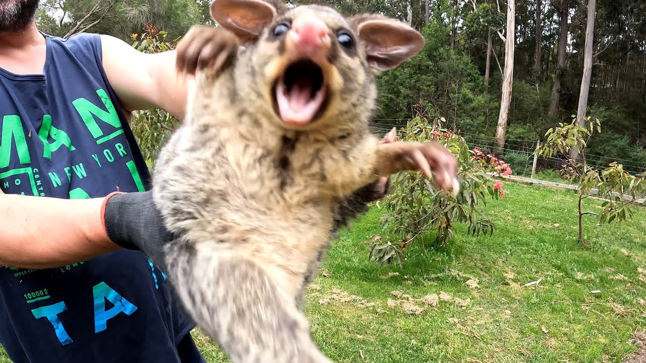 Dad Catches A Baby Ringtail Possum In The Veggie Garden