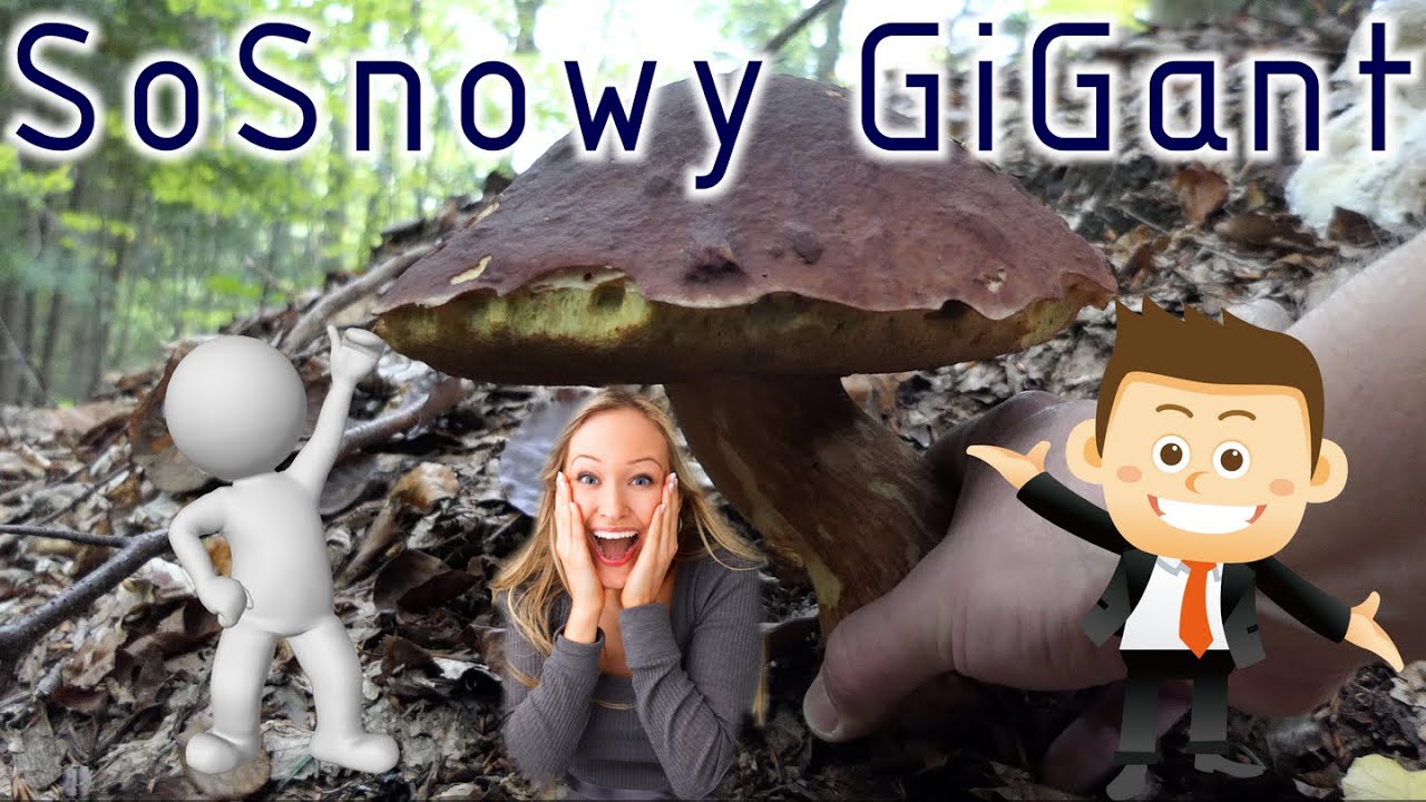 Grzybobranie (X 2023) SoSnowy GiGAnt | Boletus pinophilus 4K #boletus #mushroompicking #grzyby