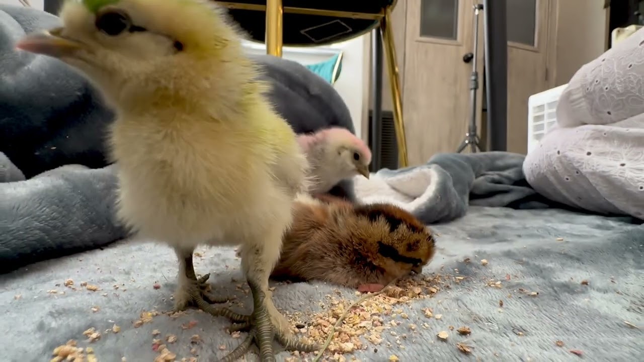 1 week old baby chicks! 