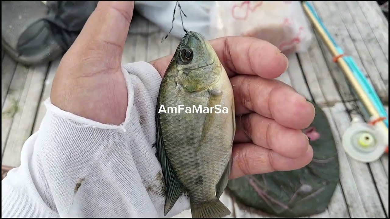 Gacor poll mancing di tambak bayar 10k