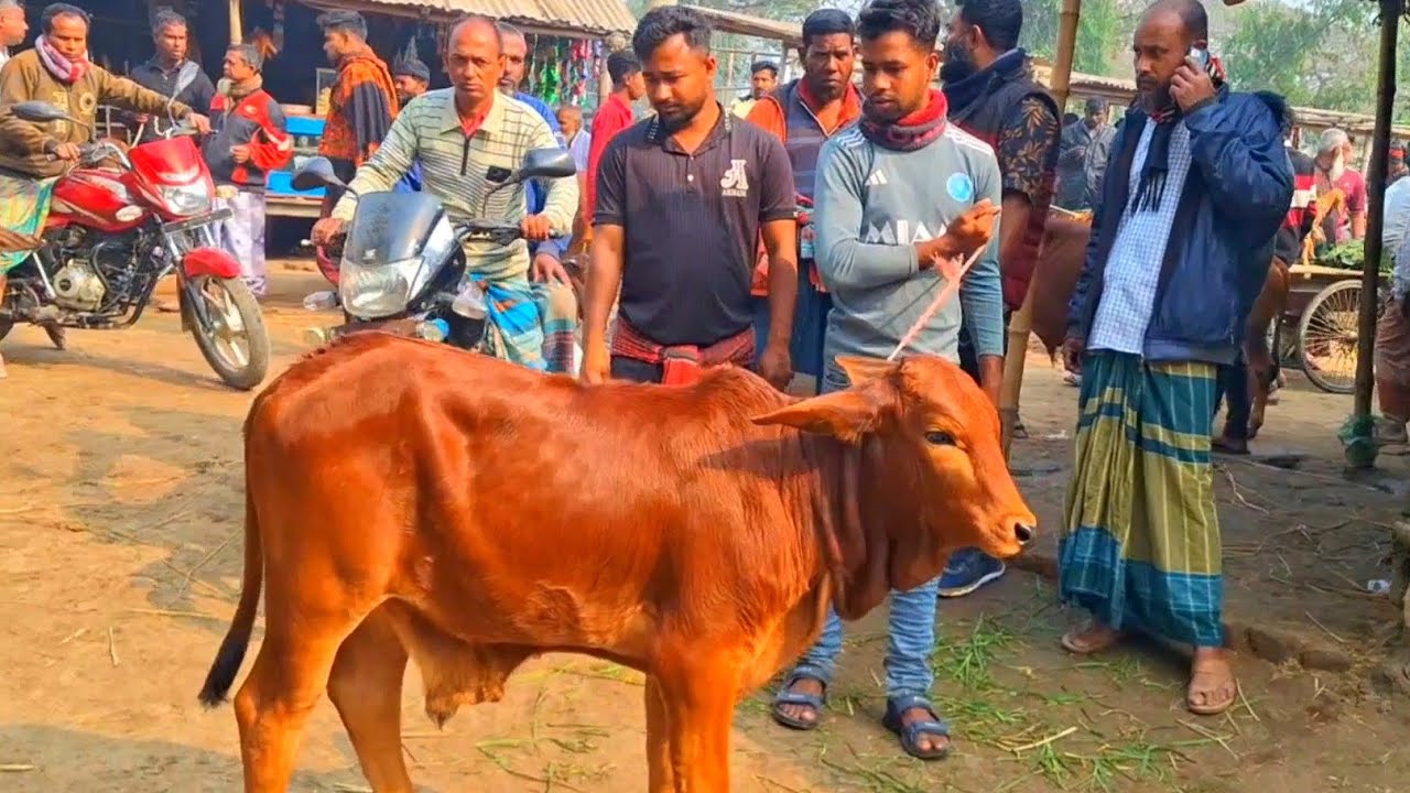 @আজ ২৬ জানুয়ারি"২৬ | চট্টগ্রামের খামারী কেমন দামে শাহীওয়াল জাতের ষাড় গরু কিনলেন? 