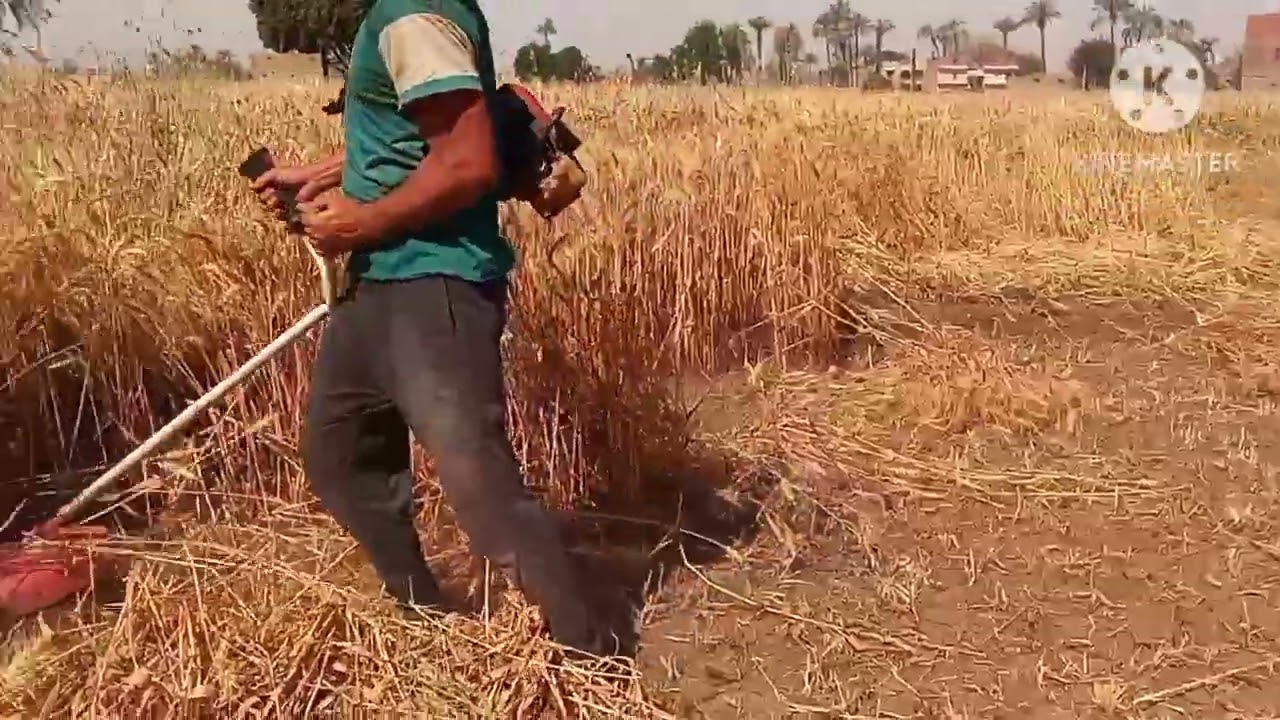 حصاده القمح اليدوية شاهد كيف تكون سرعة حصاده القمح
