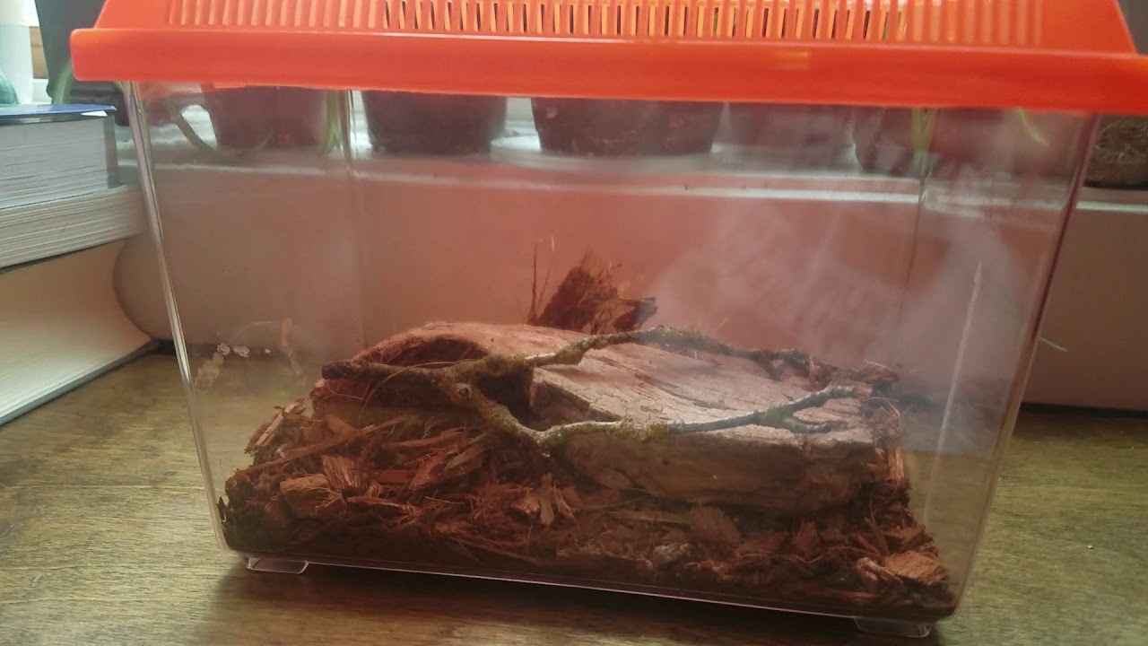 Rainbow stag beetles care.