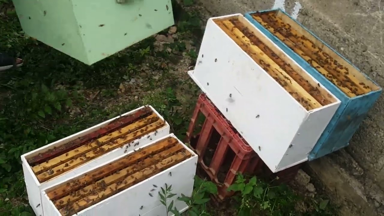 4 NÚCLEOS DE UNA SOLA COLMENA (inicio)#abejas#colmenas#apiario