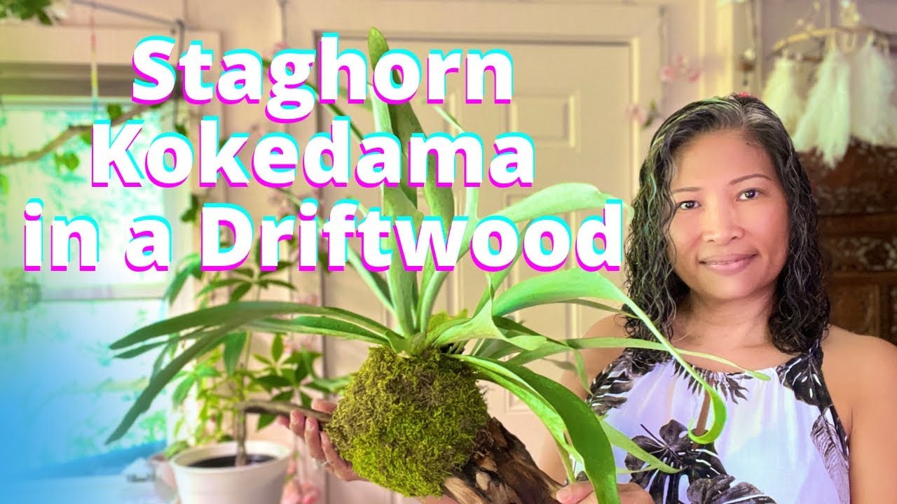 STAGHORM FERN KOKEDAMA IN A DRIFTWOOD