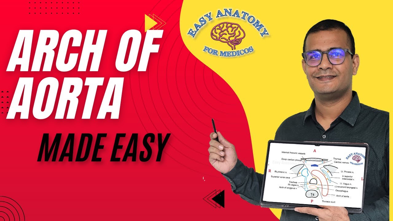 Arch of Aorta Explained | Branches, Relations, Applied Anatomy & How to Draw (Easy Anatomy)
