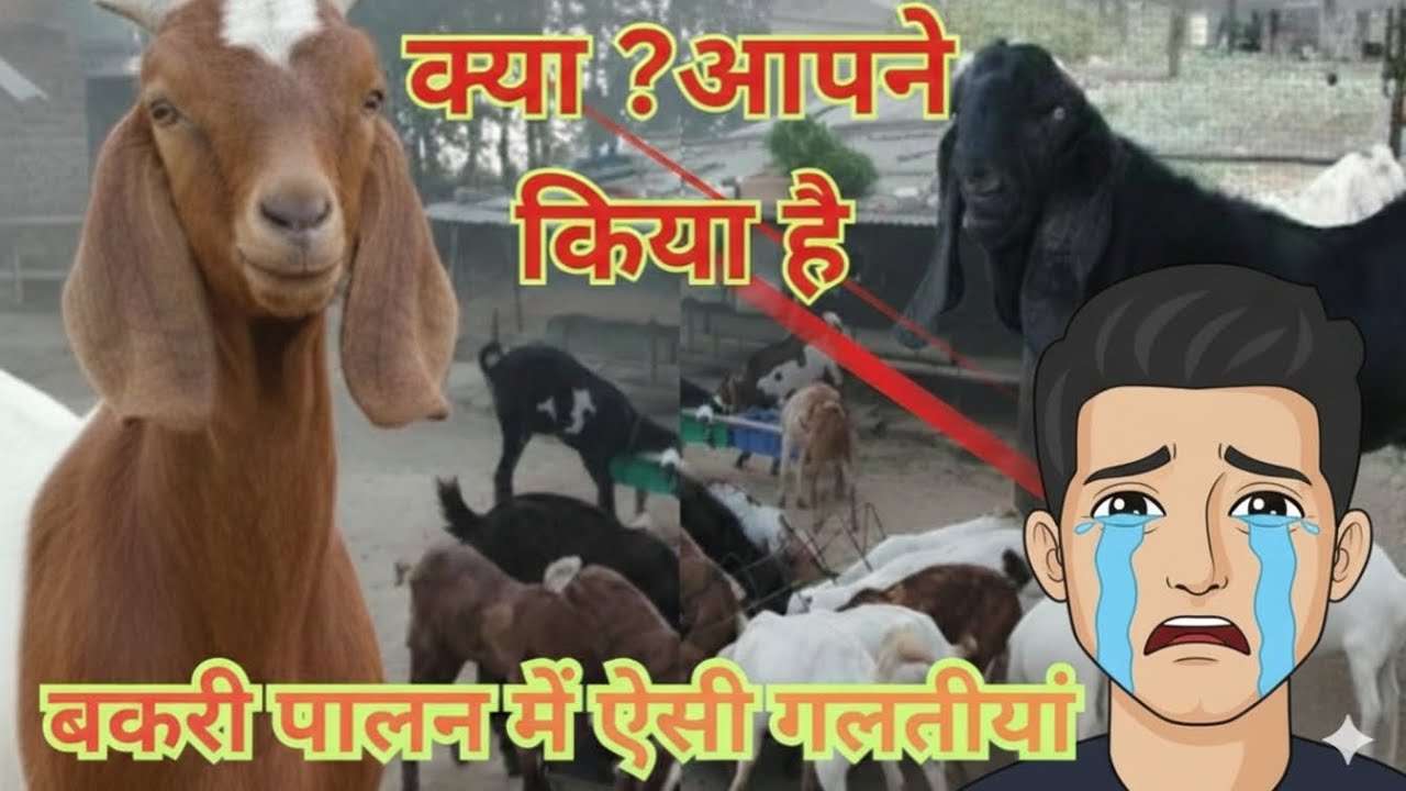 बकरी पालन में ऐसी गलती कभी नहीं 🤔