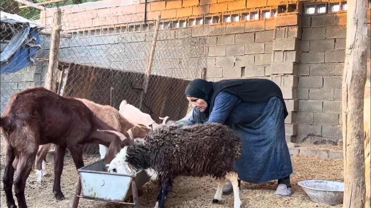 قصة حياة جدة وحيدة في جنوب إيران: خبز يدوي، رعاية الغنم، وصراع البقاء في الحياة الريفية التقليدية